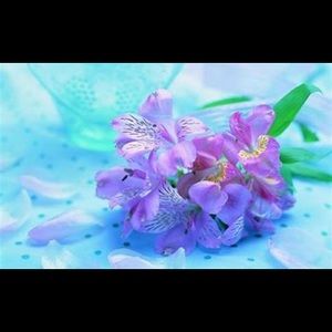 Purses, Handbags, Shoulder Bags, Back Packs.